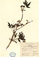 藏品(繡球藤)的圖片